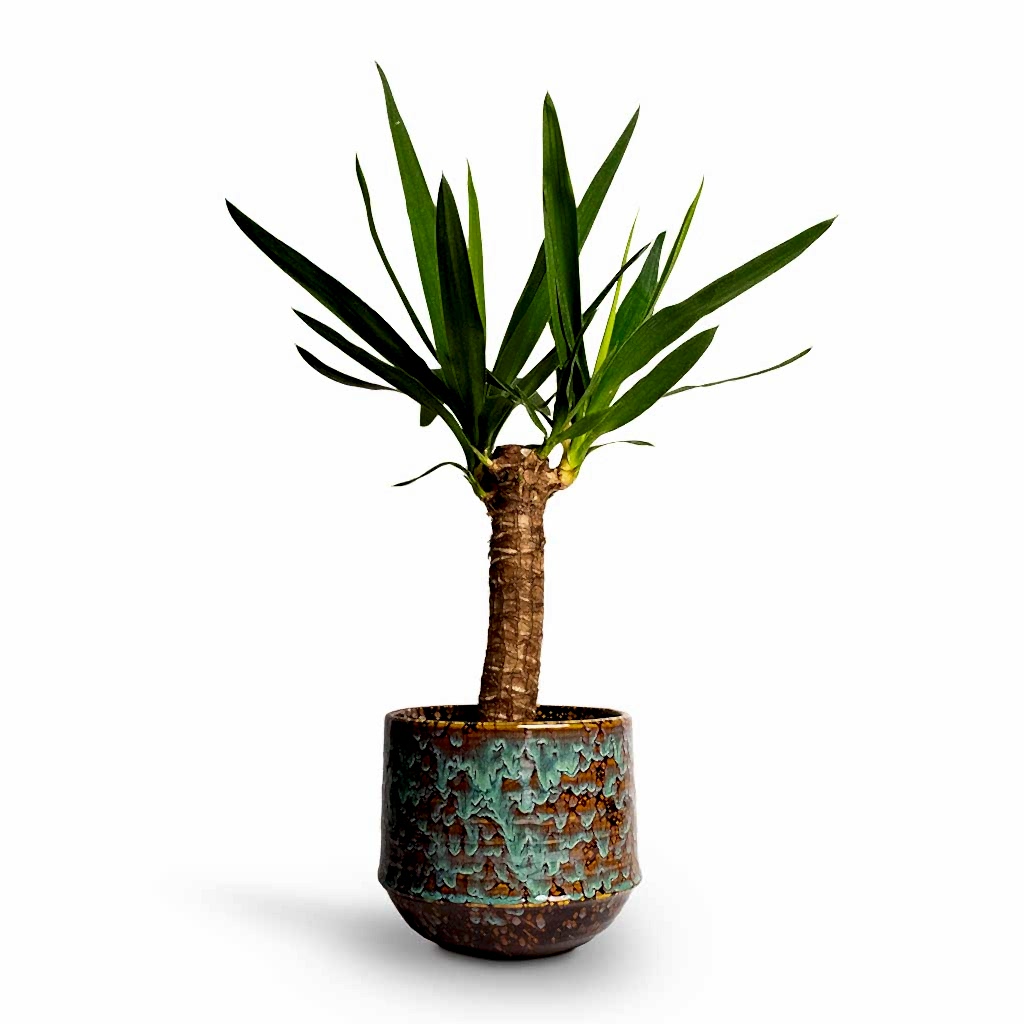 Yucca elephantipes Spineless Yucca & Noud Plant Pot - Marrakesh